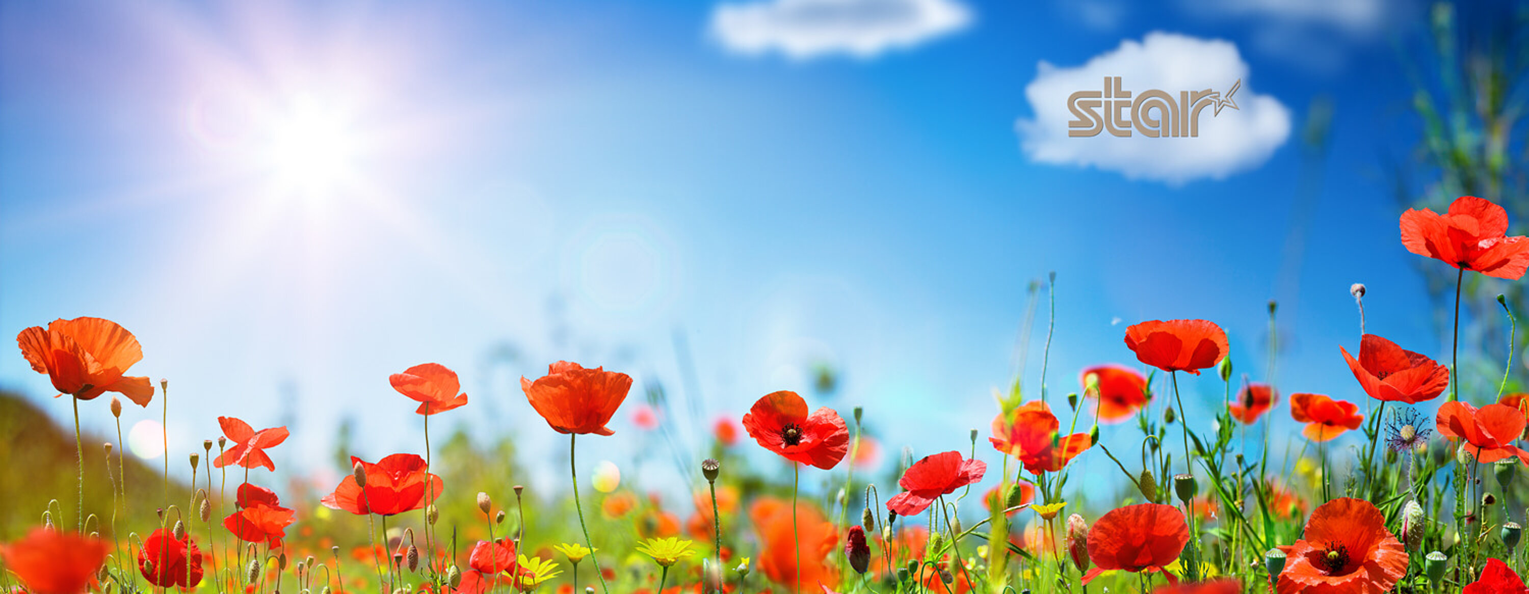 Mohnblüten blühen bei sonnigem Wetter, das star-Logo steht auf einer kleinen Wolke